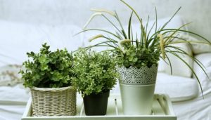 ασφαλή φυτά για σπίτι με παιδιά