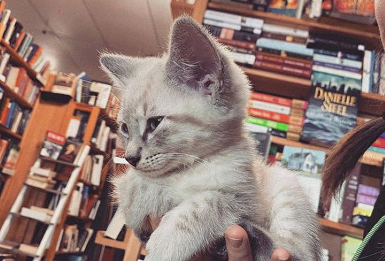 πρωτοποριακή κίνηση βιβλιοπωλείου στον Καναδά για τις αδέσποτες γάτες