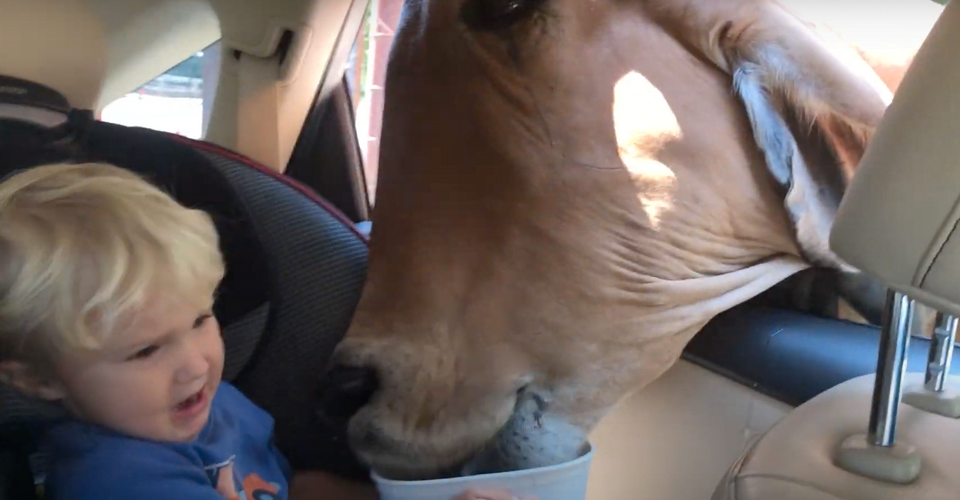 Το viral video με ένα αγοράκι που ευχαριστεί μια αγελάδα όταν τρώει το φαγητό της